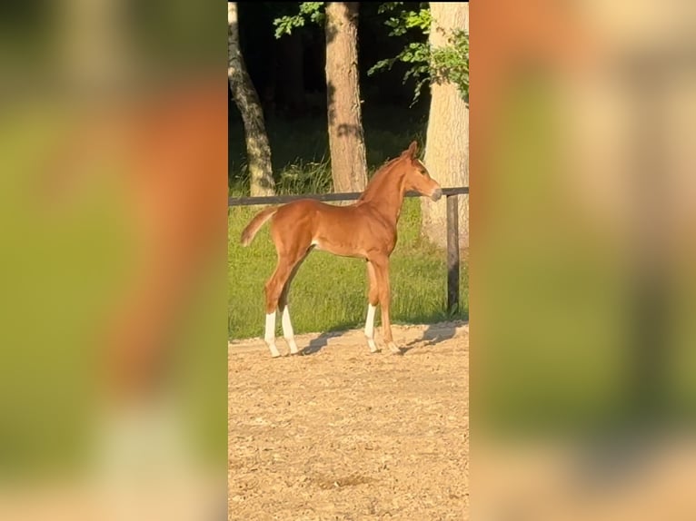 Oldenburg-International (OS) Stallion  Chestnut-Red in Friedrichsruhe