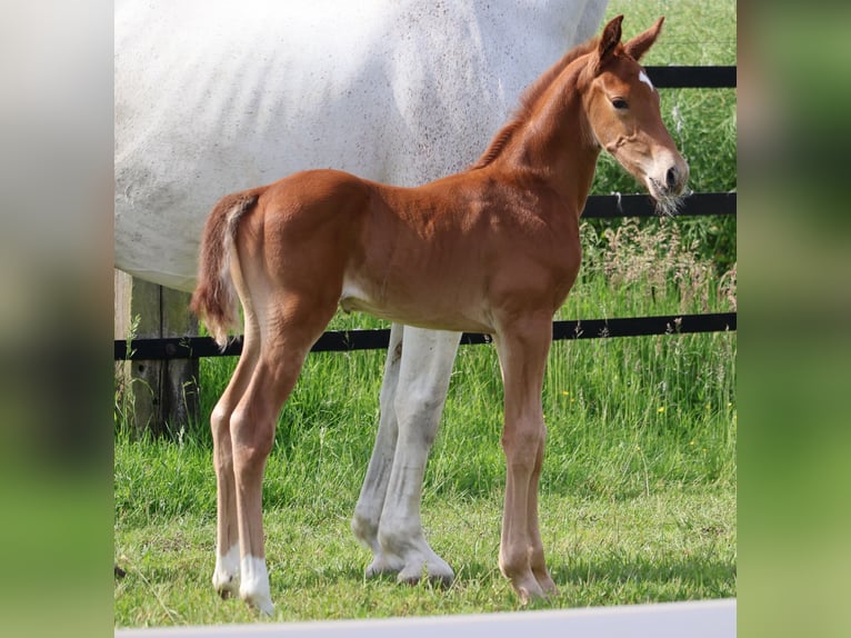 Oldenburg-International (OS) Stallion Foal (05/2026) Chestnut-Red in Gersten
