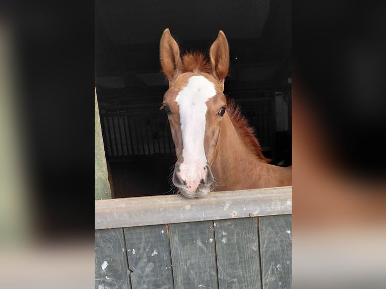 Oldenburg-International (OS) Stallion Foal (05/2026) Chestnut-Red in Schenklengsfeldschenklendfeld