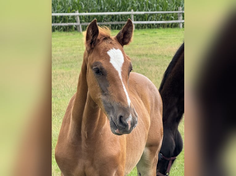 Oldenburg-International (OS) Stallion Foal (06/2025) Chestnut in Alfhausen