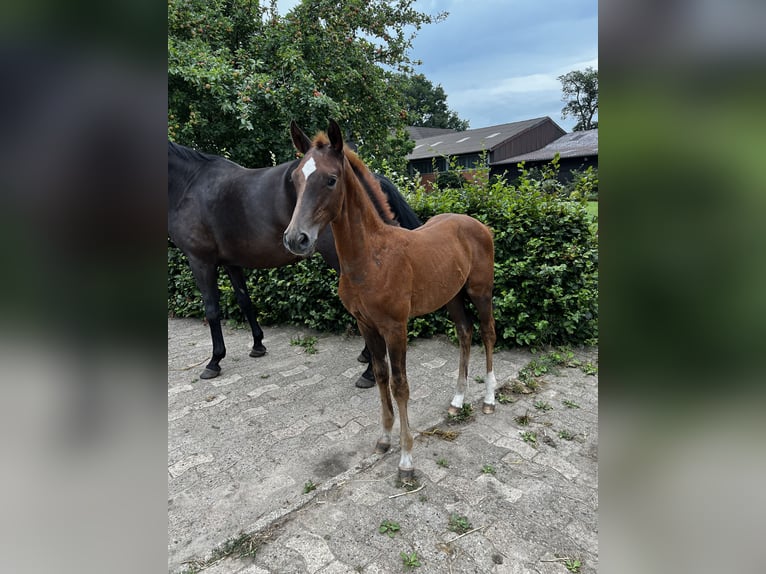 Oldenburg-International (OS) Stallion Foal (05/2025) Chestnut in Badbergen
