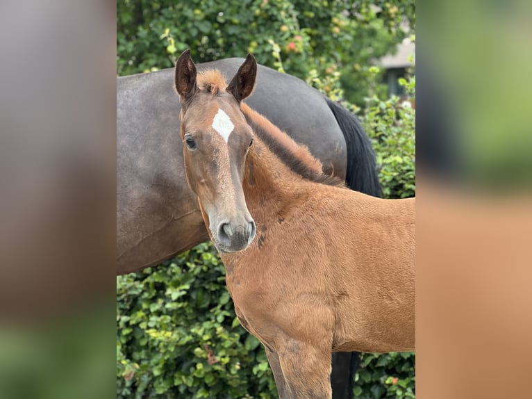 Oldenburg-International (OS) Stallion Foal (05/2025) Chestnut in Badbergen
