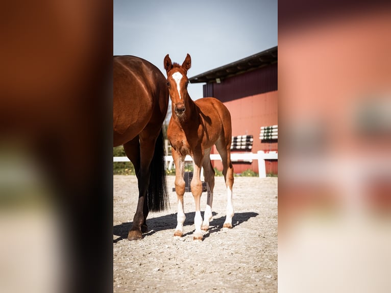 Oldenburg-International (OS) Stallion Foal (03/2026) Chestnut in Nordstemmen