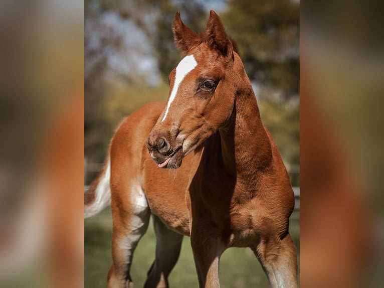 Oldenburg-International (OS) Stallion Foal (03/2026) Chestnut in Nordstemmen