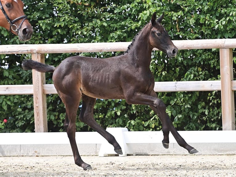 Oldenburg-International (OS) Stallion Foal (01/2025) Grey-Dark-Tan in Dahlenburg
