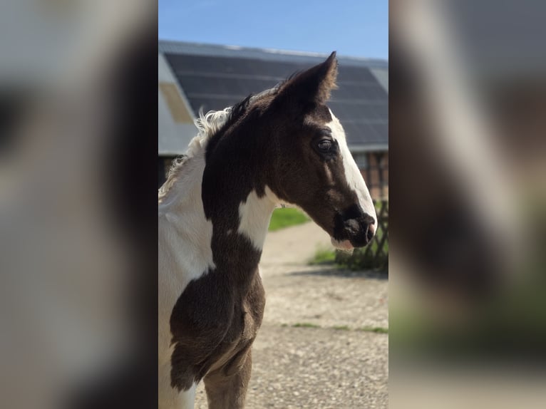 Oldenburg-International (OS) Stallion  Pinto in BrakeBrake