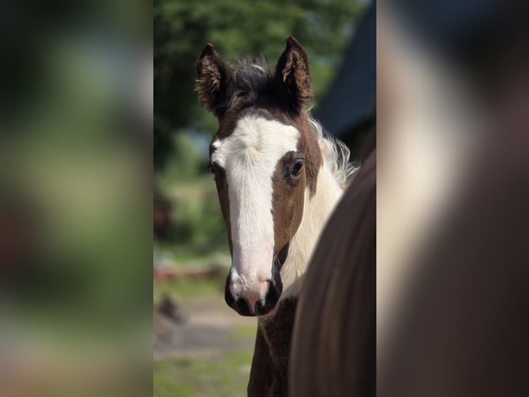 Oldenburg-International (OS) Stallion  Pinto in BrakeBrake