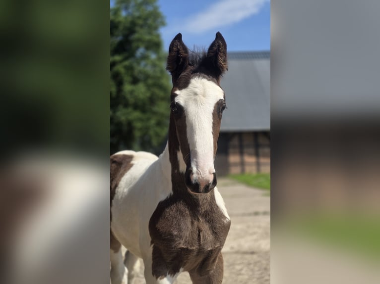Oldenburg-International (OS) Stallion  Pinto in BrakeBrake