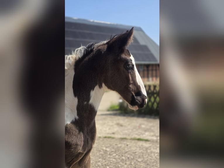 Oldenburg-International (OS) Stallion  Pinto in BrakeBrake