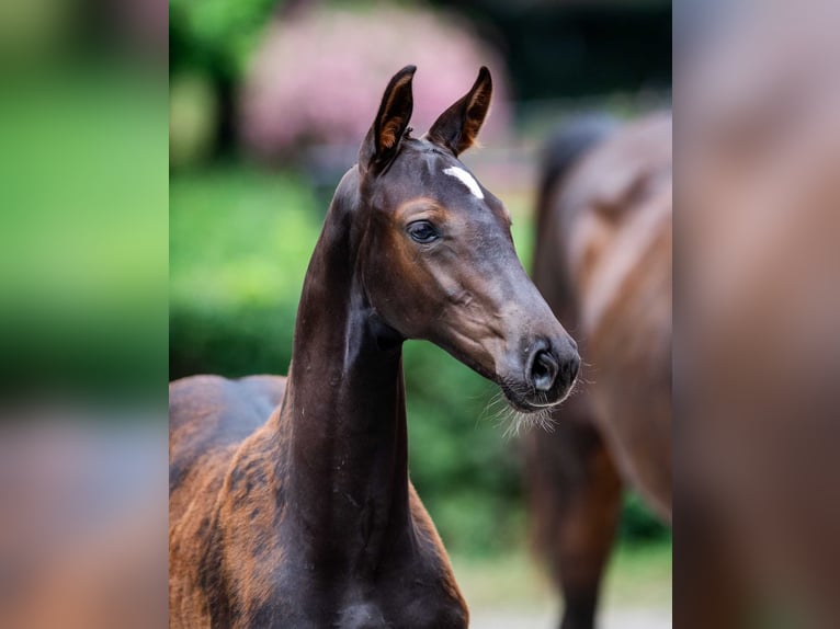 Oldenburg-International (OS) Stallion Foal (04/2025) in Babor&#xF3;wko