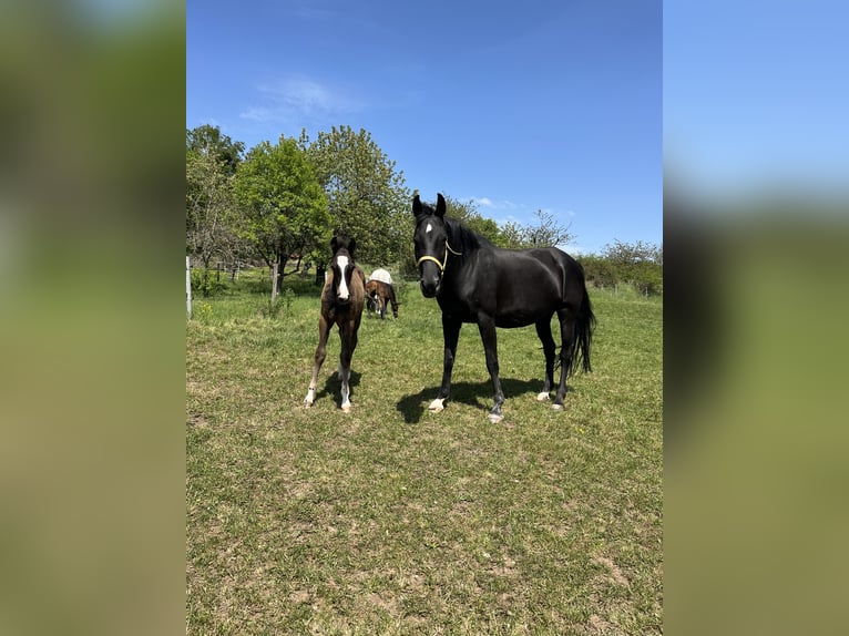 Oldenburg-International (OS) Stallion  in Mücke