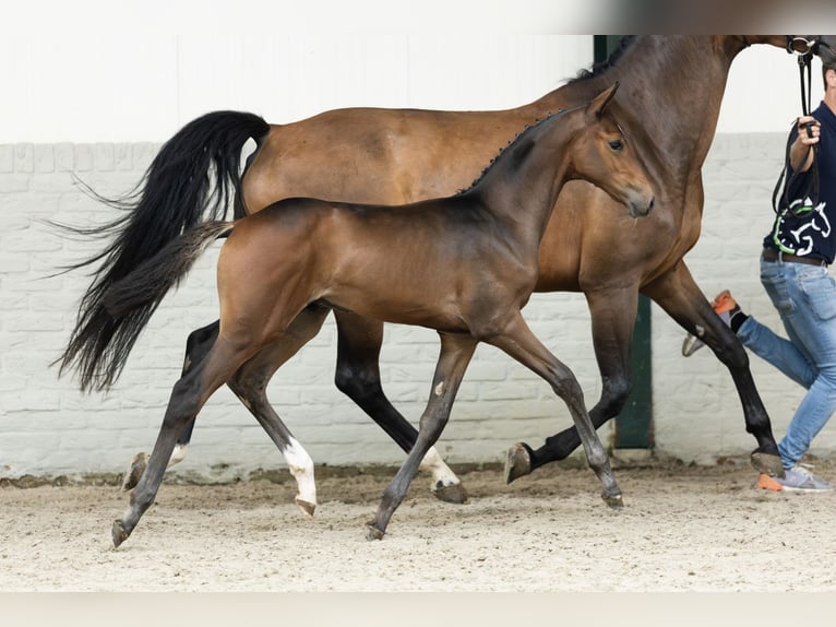 Oldenburg-International (OS) Stallion Foal (06/2025) in Heerde