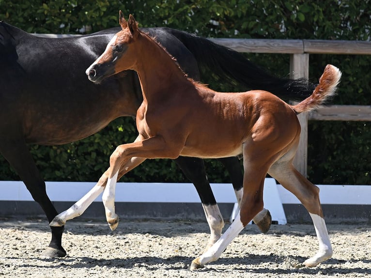 Oldenburg-International (OS) Stallion Foal (07/2026)  in Vechta