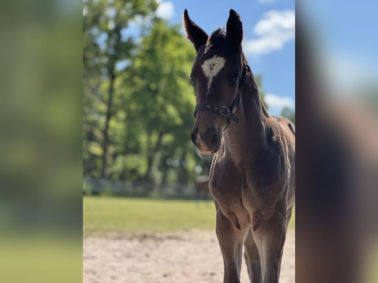 Oldenburg-International (OS) Stallion Foal (04/2025) Smoky-Black in Versmold