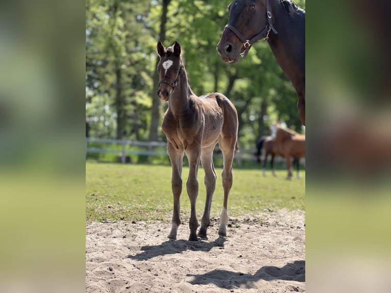 Oldenburg-International (OS) Stallion Foal (04/2025) Smoky-Black in Versmold