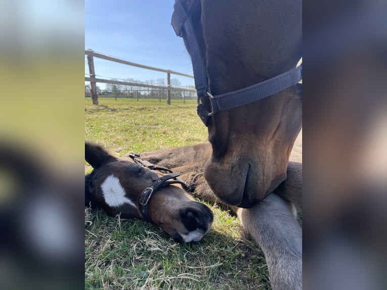 Oldenburg-International (OS) Stallion Foal (04/2025) Smoky-Black in Versmold