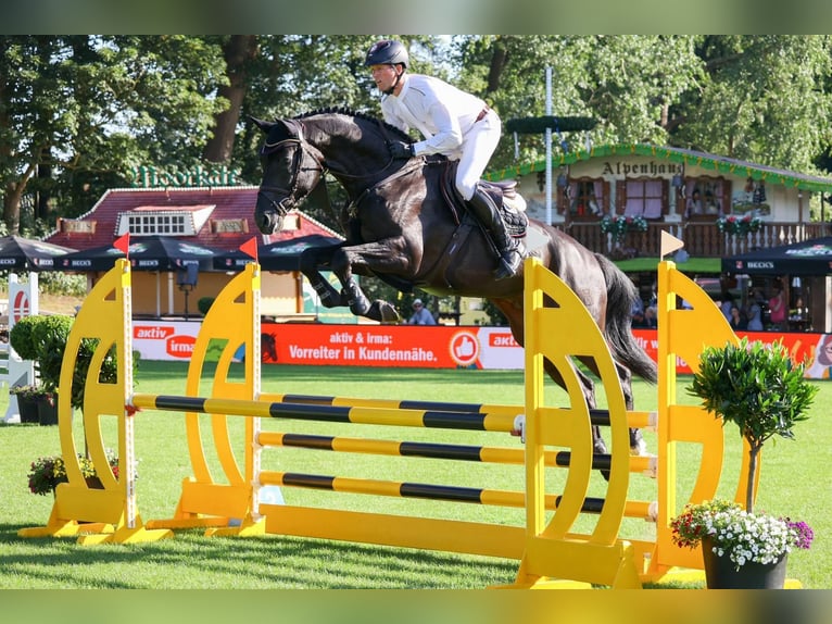 Oldenburg-International (OS) Stallion in Lemwerder