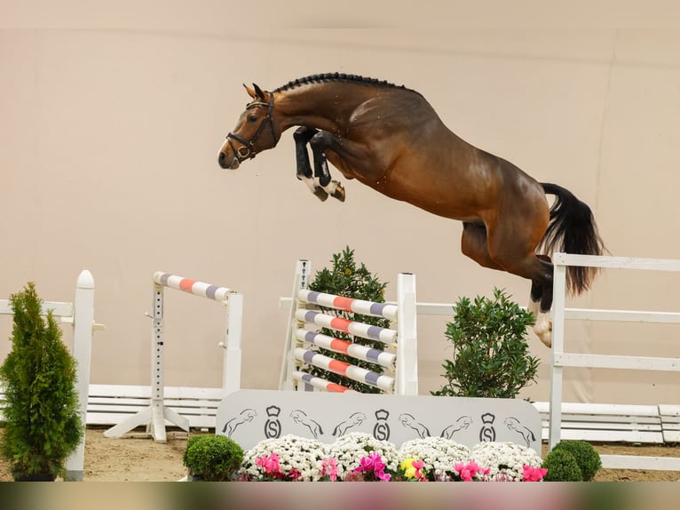 Oldenburg-International (OS) Stallion in Lemwerder