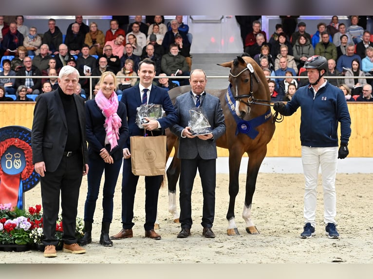 Oldenburg-International (OS) Stallion in Lemwerder