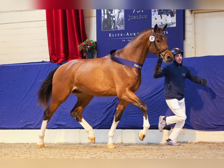 Oldenburg-International (OS) Stallion in LemwerderLemwerder