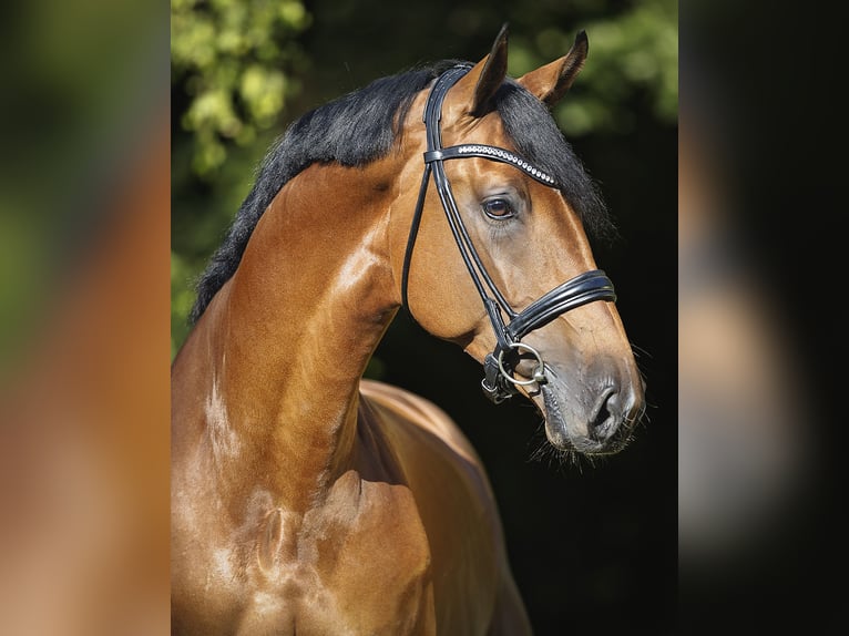 Oldenburg-International (OS) Stallion in Werder