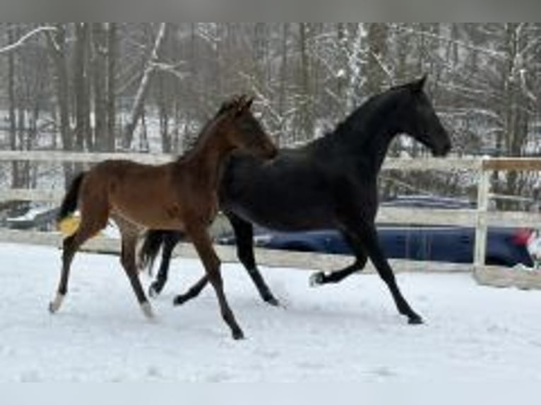 Oldenburg Mare 10 years 15.2 hh Black in Kirchensittenbach