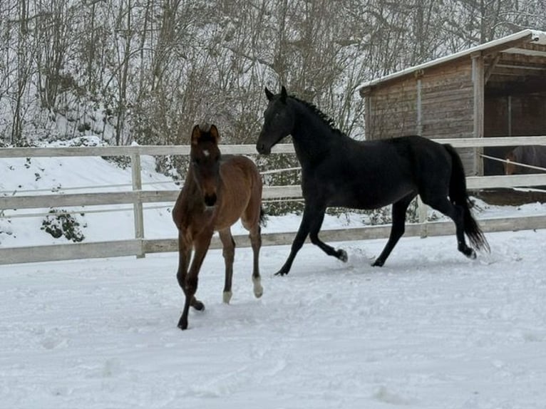Oldenburg Mare 10 years 15.2 hh Black in Kirchensittenbach