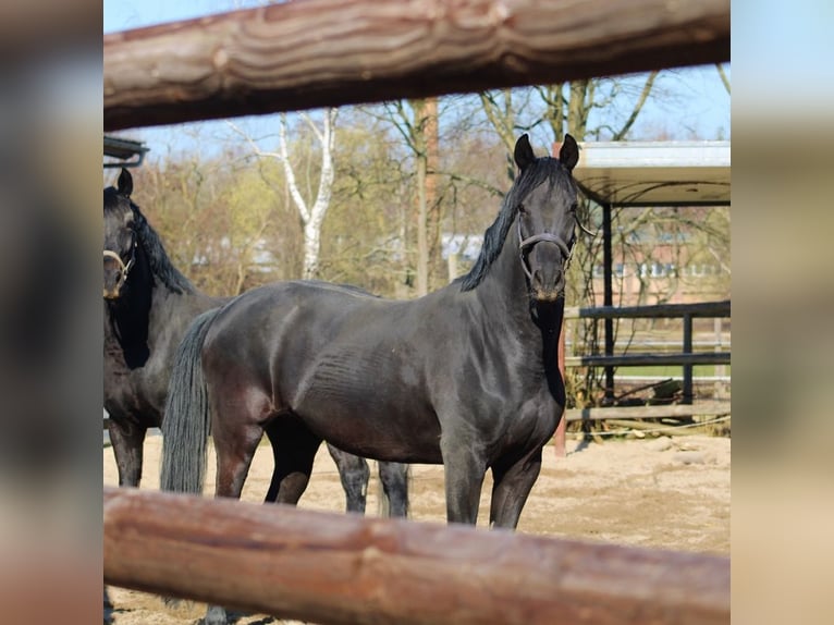 Oldenburg Mare 10 years 15,3 hh Black in Radeburg