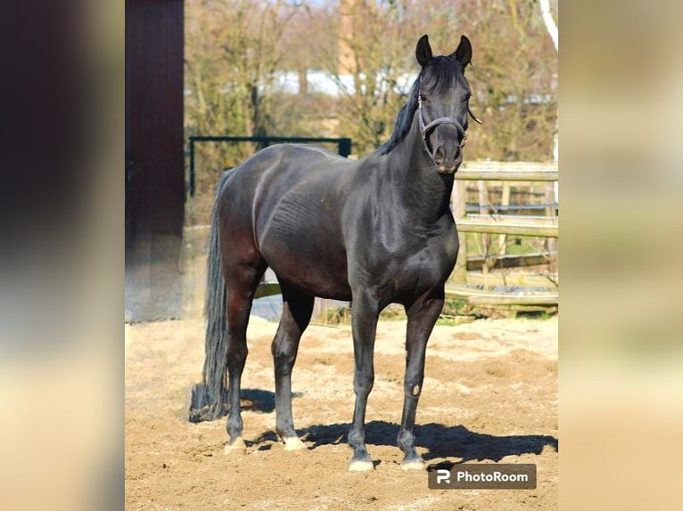 Oldenburg Mare 10 years 15,3 hh Black in Radeburg