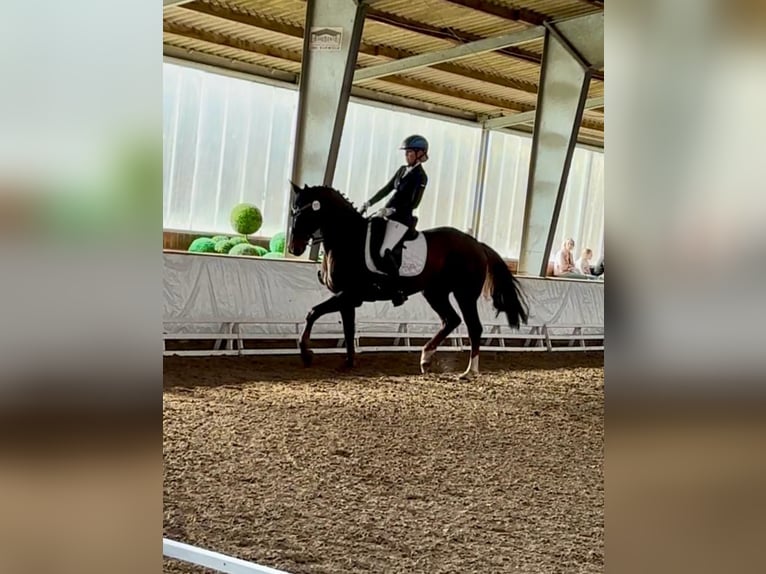 Oldenburg Mare 10 years 15,3 hh in Vechta