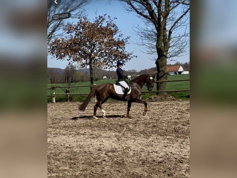 Oldenburg Mare 10 years 15,3 hh in Vechta