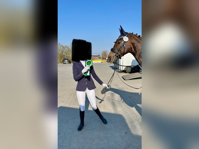 Oldenburg Mare 10 years 15,3 hh in Vechta