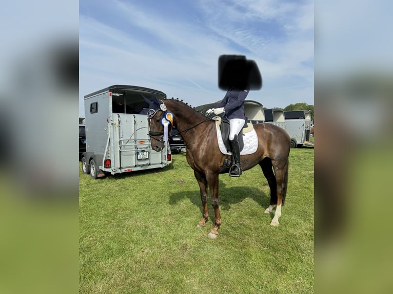 Oldenburg Mare 10 years 15,3 hh in Vechta