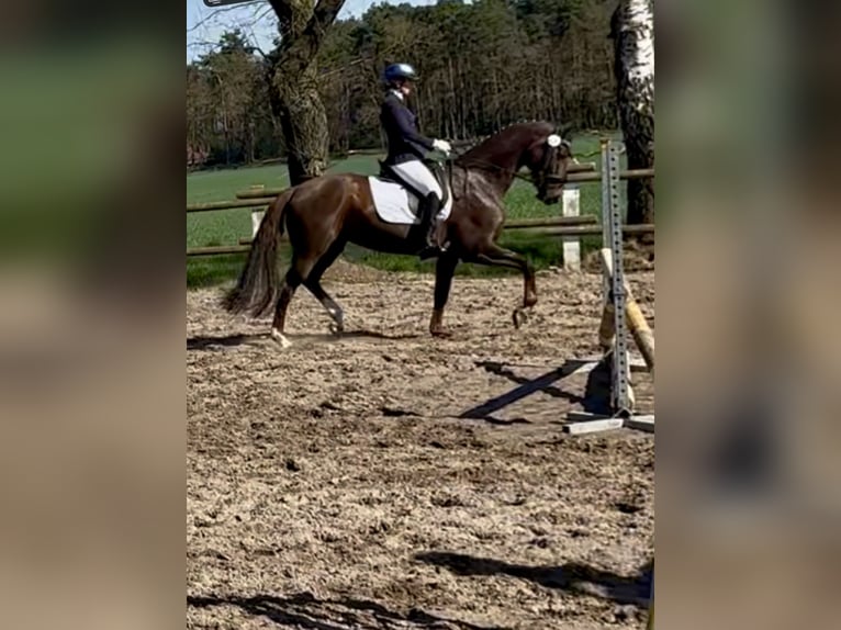 Oldenburg Mare 10 years 15,3 hh in Vechta