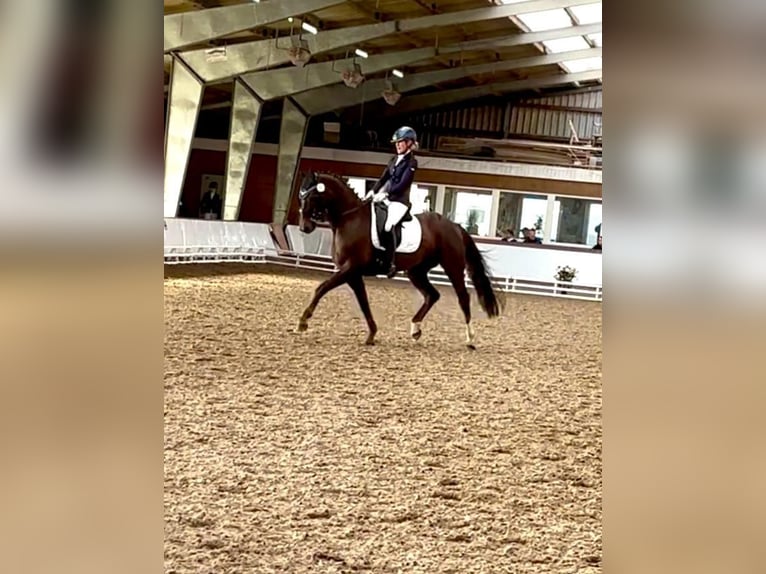 Oldenburg Mare 10 years 15,3 hh in Vechta