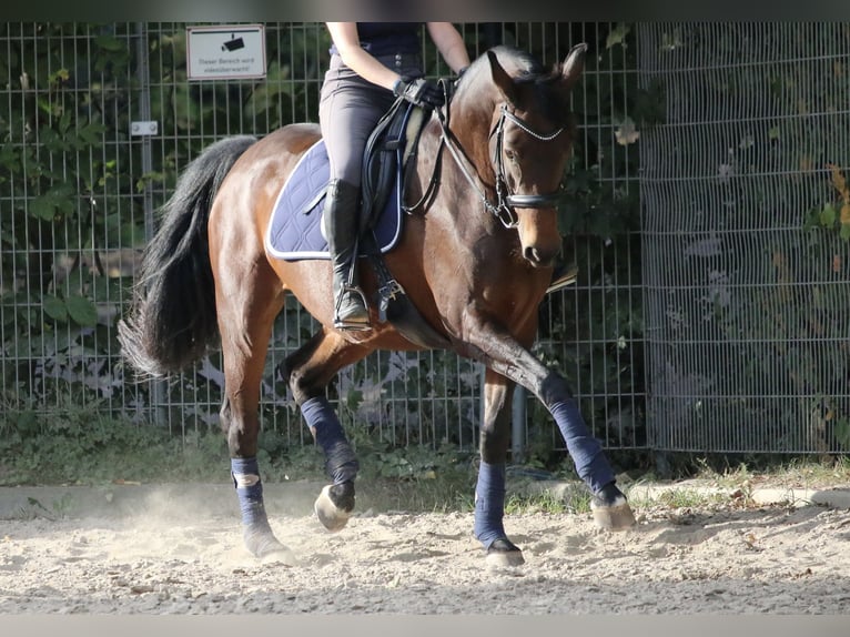 Oldenburg Mare 10 years 15,2 hh Brown in Rastatt
