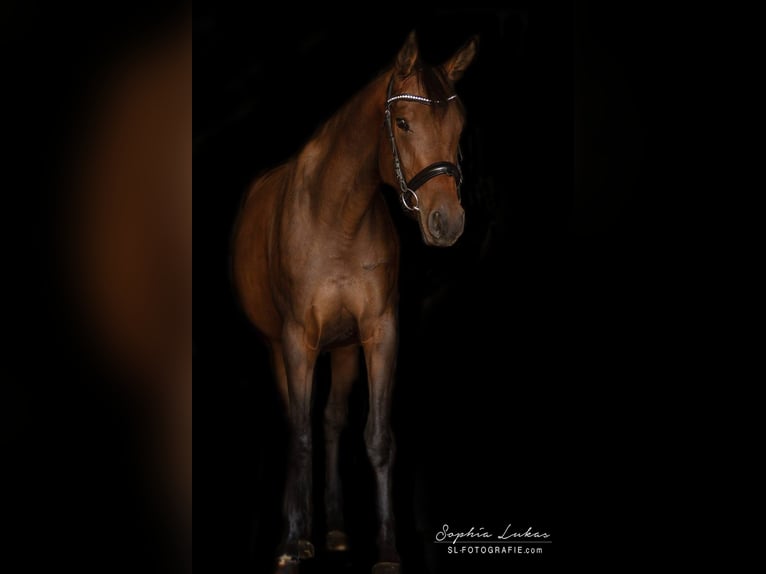 Oldenburg Mare 10 years 15,2 hh Brown in Rastatt