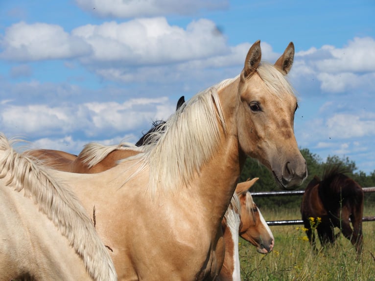 Oldenburg Mare 10 years 15,3 hh Gray in gRATENS
