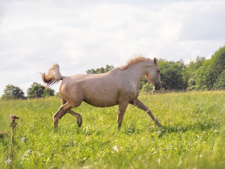 Oldenburg Mare 10 years 15,3 hh Gray in gRATENS