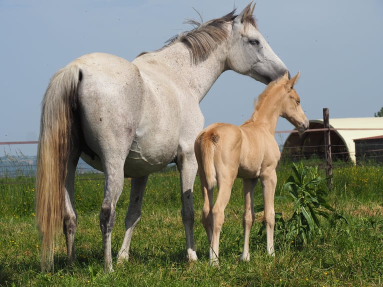Oldenburg Mare 10 years 15,3 hh Gray in gRATENS