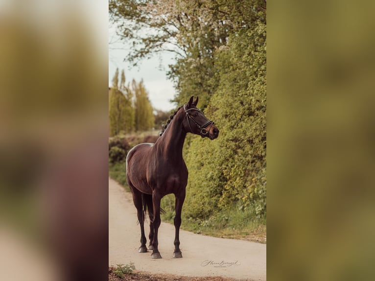 Oldenburg Mare 10 years 15,3 hh Smoky-Black in Ro&#xDF;dorf
