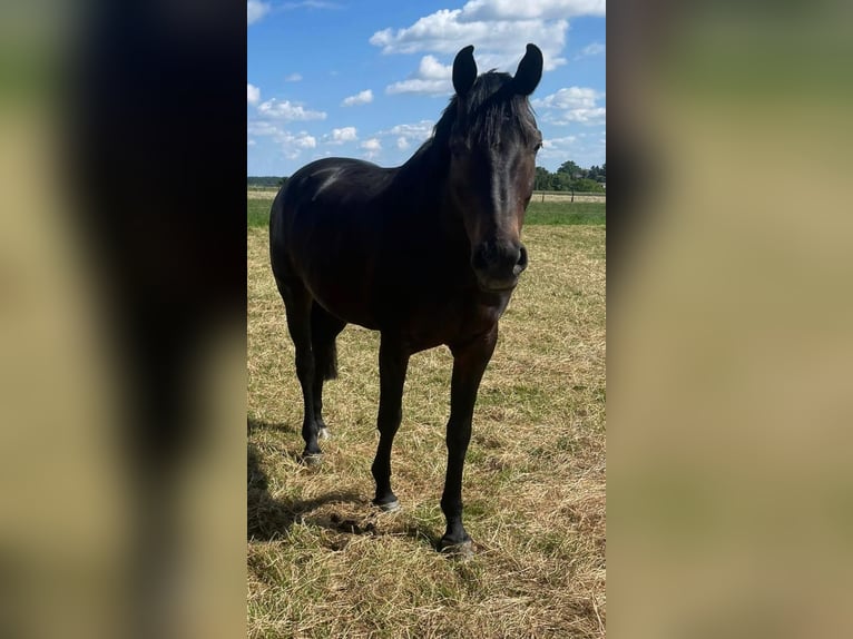 Oldenburg Mare 10 years 15,3 hh Smoky-Black in Ro&#xDF;dorf
