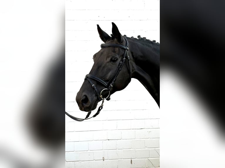 Oldenburg Mare 10 years 16.1 hh Black in Roetgen