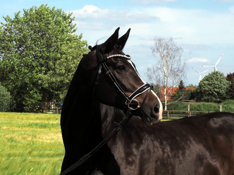 Oldenburg Mare 10 years 16.1 hh Black in Bramsche