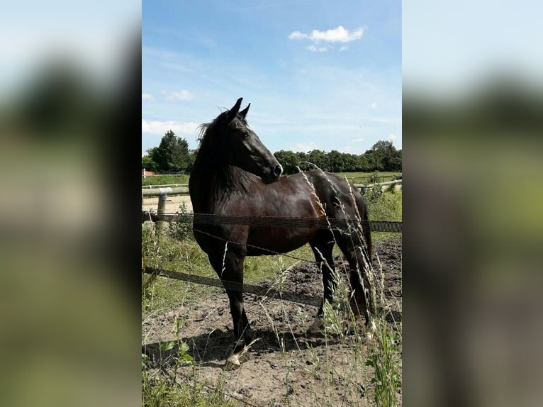 Oldenburg Mare 10 years 16,1 hh Black in Aubagne