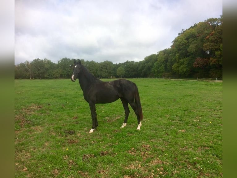 Oldenburg Mare 10 years 16,1 hh Black in Aubagne