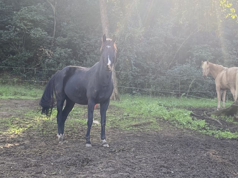 Oldenburg Mare 10 years 16,1 hh Black in Aubagne