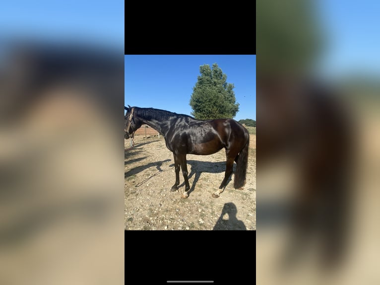 Oldenburg Mare 10 years 16,1 hh Black in Aubagne