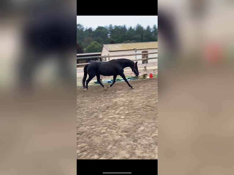 Oldenburg Mare 10 years 16,1 hh Black in Aubagne