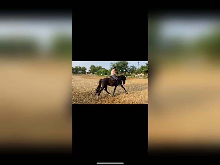 Oldenburg Mare 10 years 16,1 hh Black in Aubagne